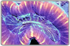 Red Open Brain Coral